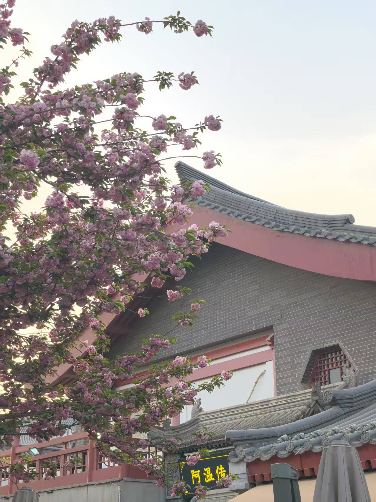 芙蓉园外樱花